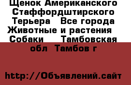 Щенок Американского Стаффордштирского Терьера - Все города Животные и растения » Собаки   . Тамбовская обл.,Тамбов г.